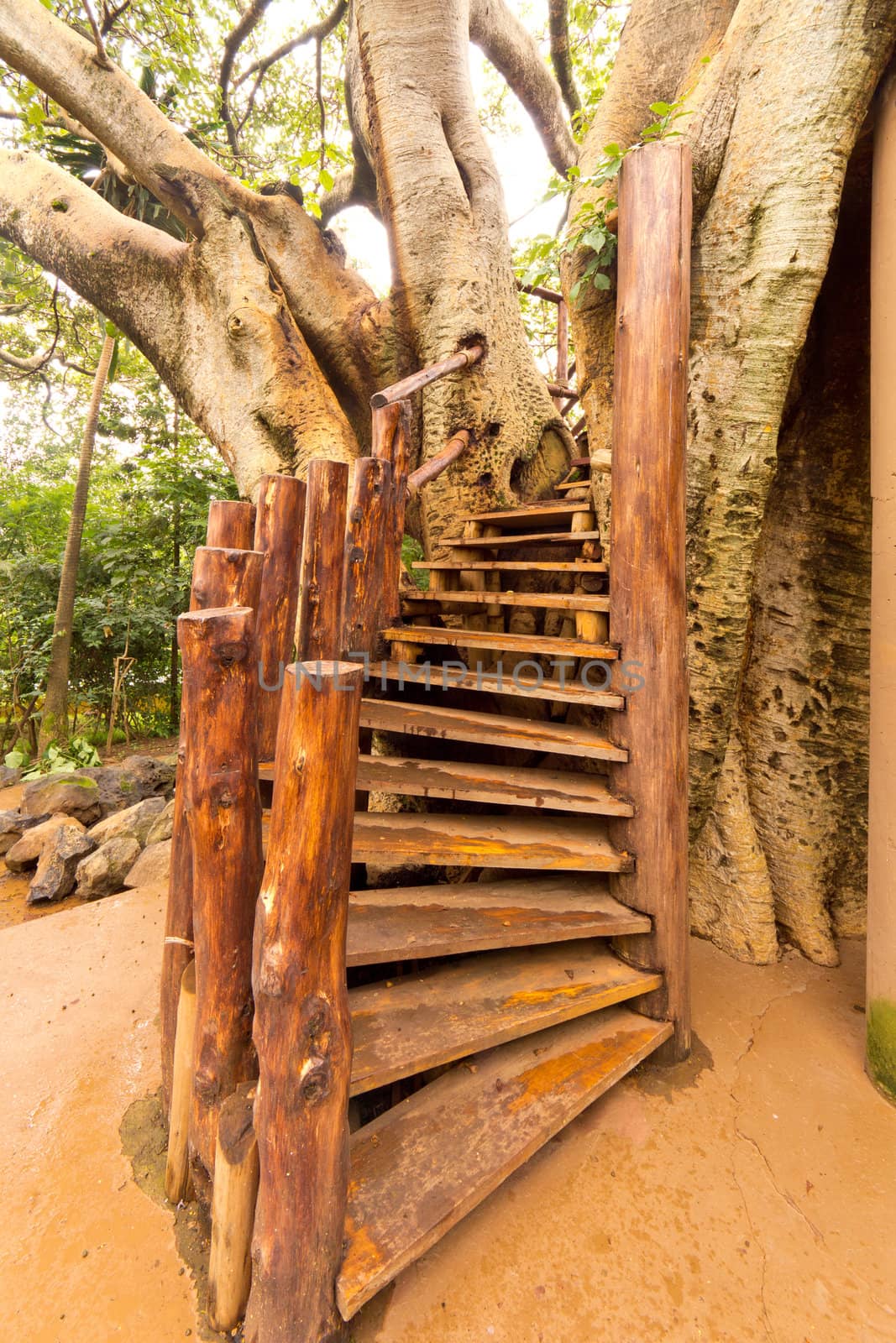 Spiral wooden stairs leading into a tree house