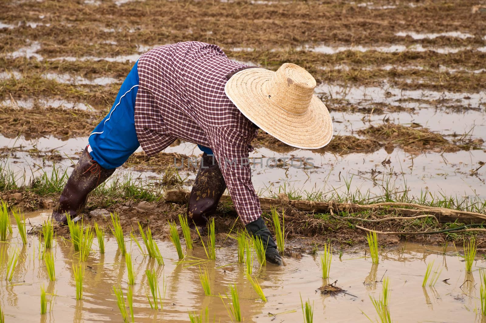 Farmers working planting rice in the paddy field by Yuri2012