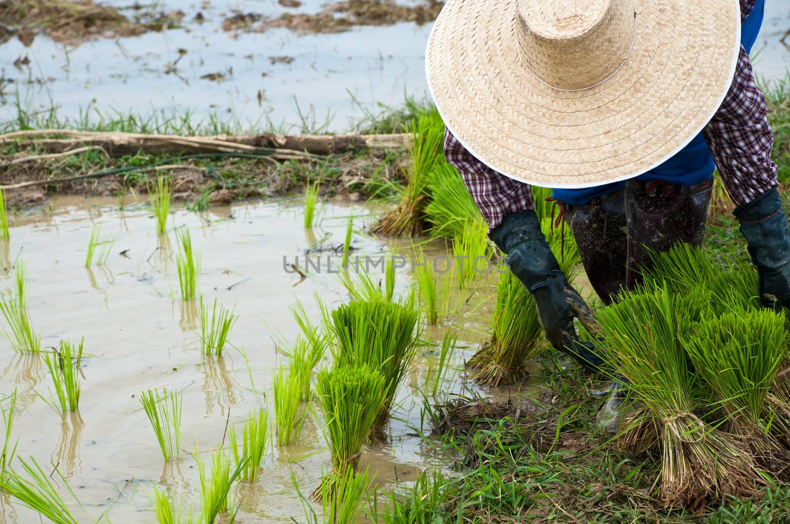 Farmers working planting rice in the paddy field by Yuri2012