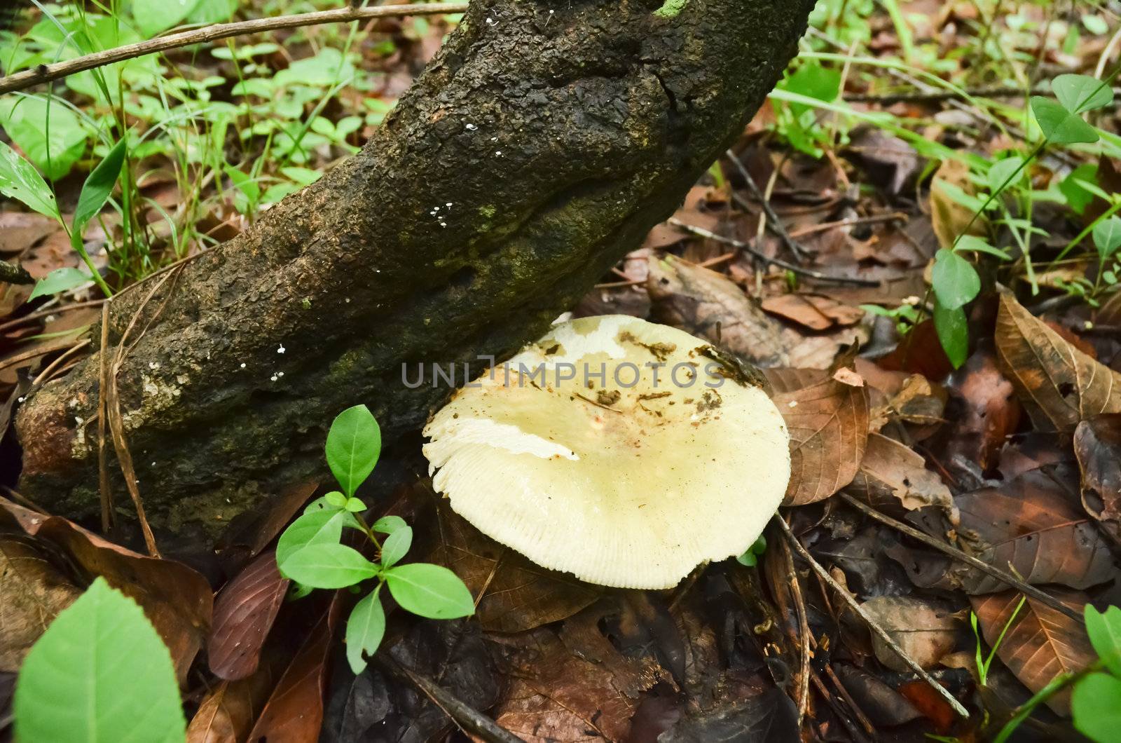 Russula virescens Fr. or Green Agaric