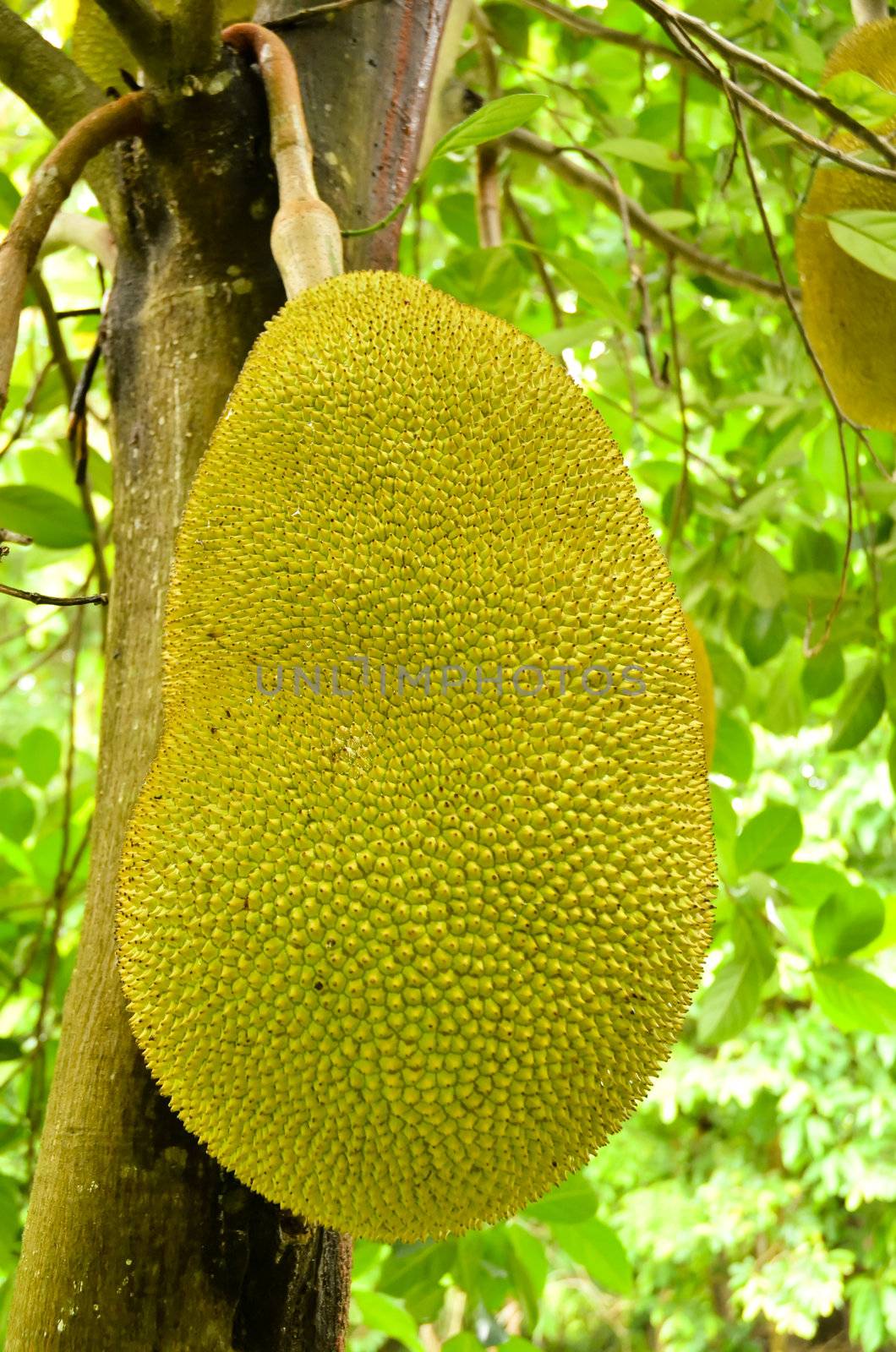 Jackfruit hanging on the tree