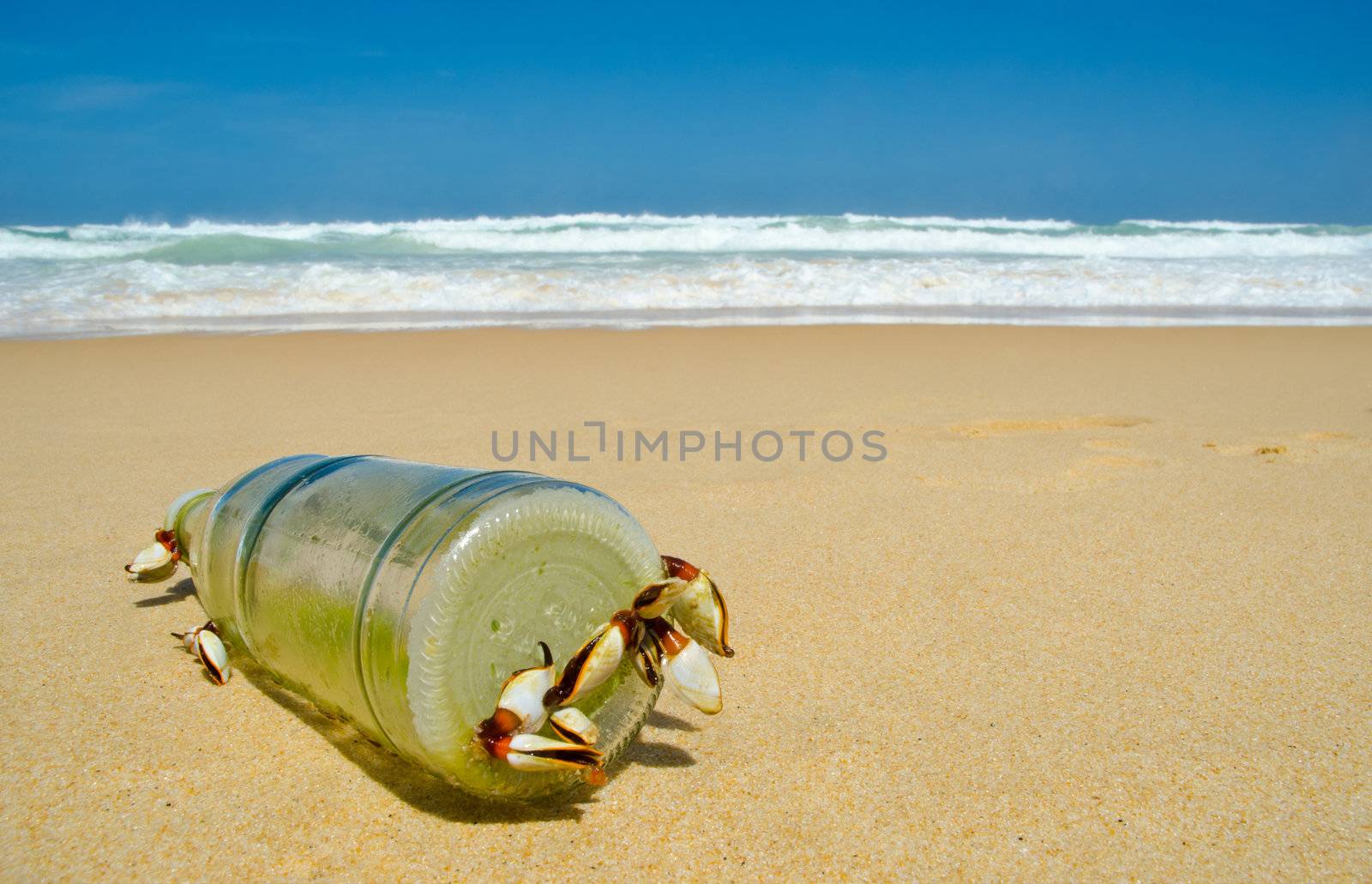 goose barnacle on the bottle