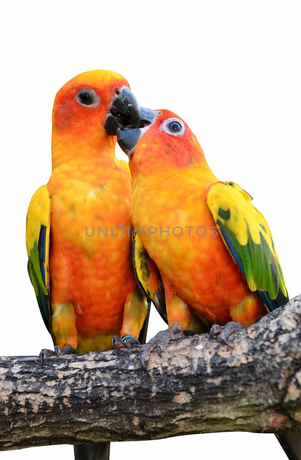 Sun Conure Parrot on a Tree Branch 