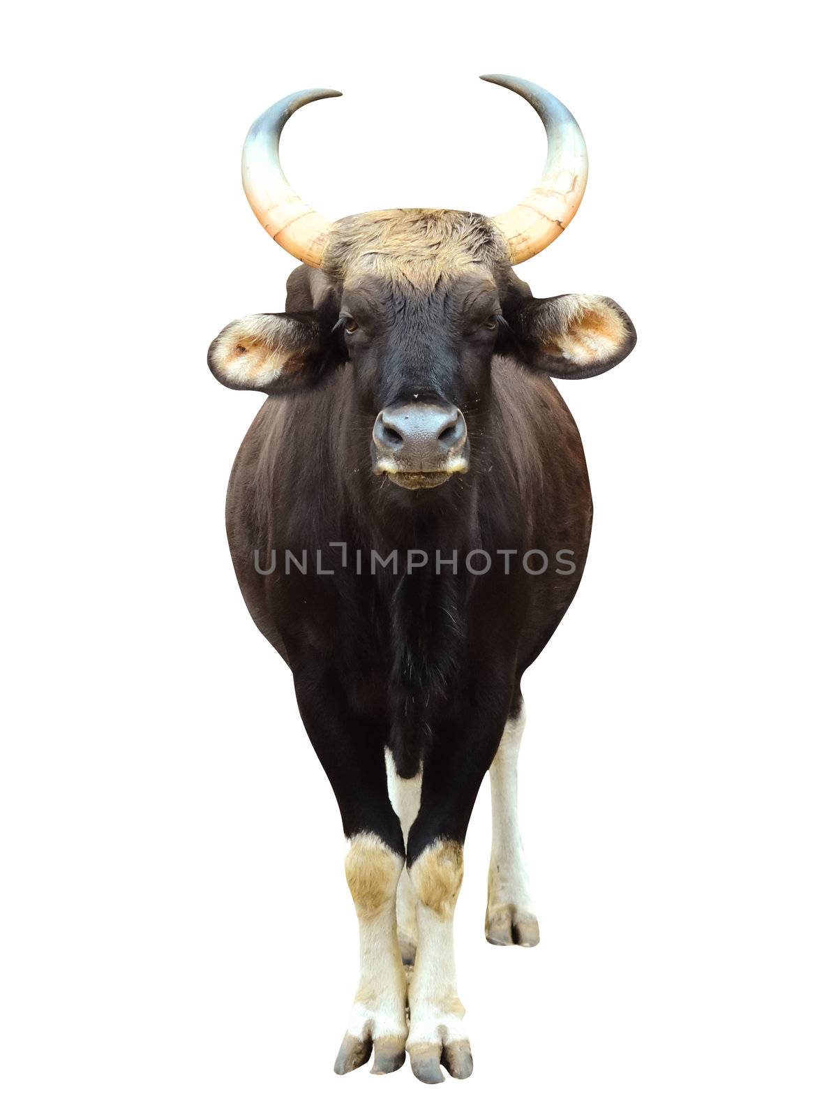 gaur in chiang mai night safari