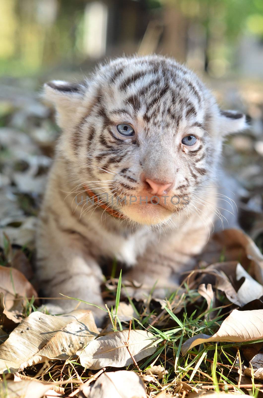 baby white tiger in zoo