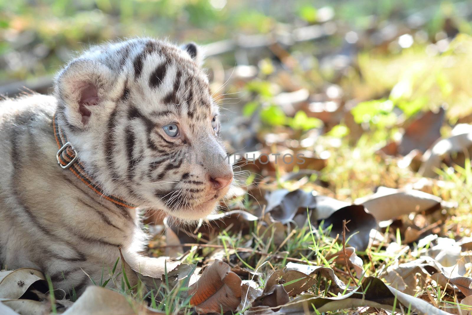 baby white tiger in zoo