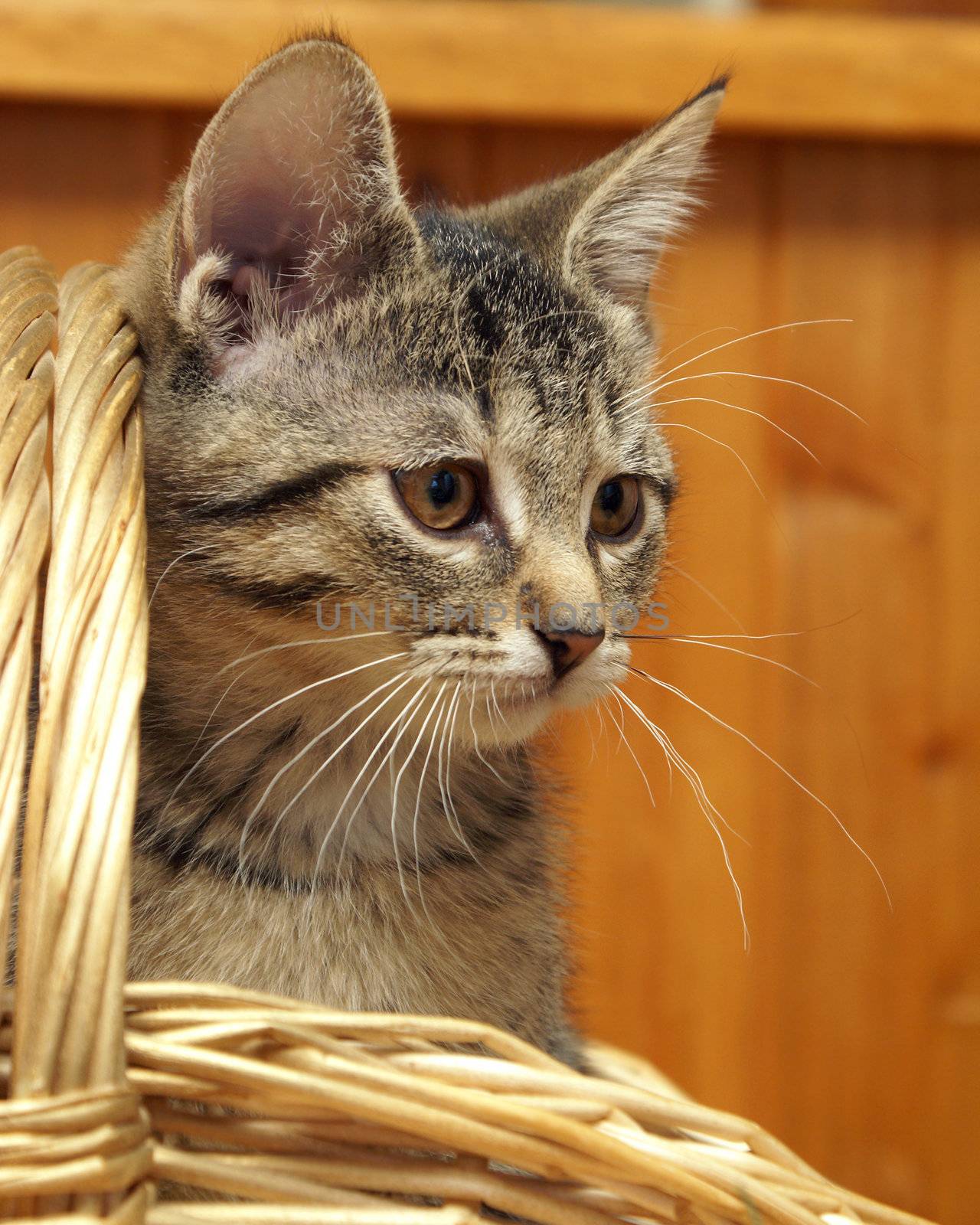 An adorable young kitten is inside a wicker basket after coming to her new home.