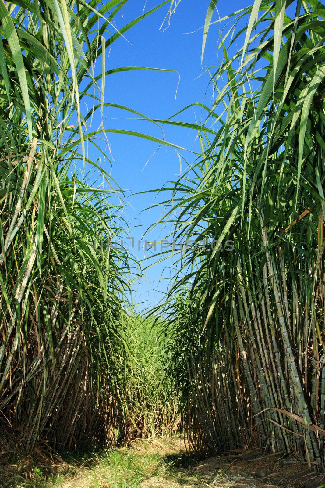 Field of sugar cane