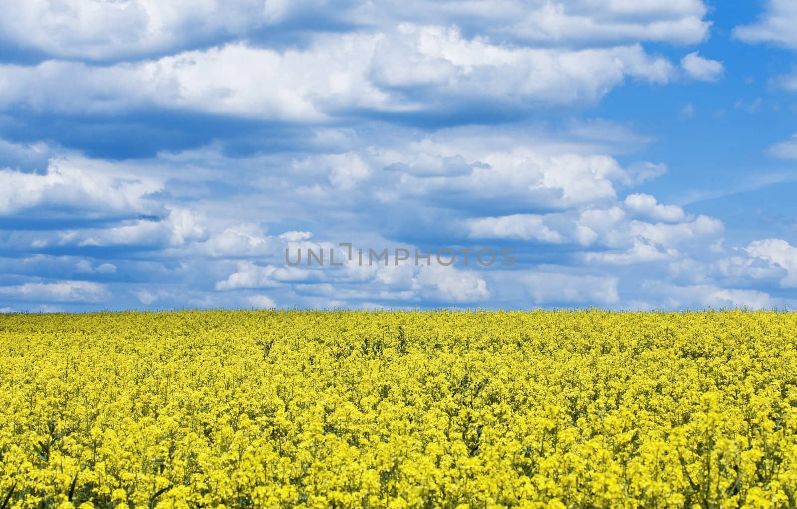 bright yellow flower field against the blue cloudy sky by Serp