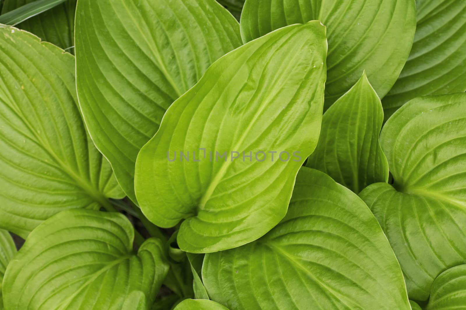 bright green leaves of plant as natural background