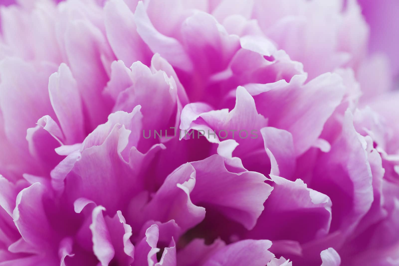 gentle purple petals of summer flower by Serp