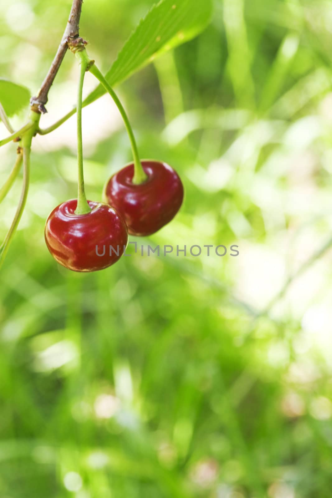 two cherry on a background of green vegetation