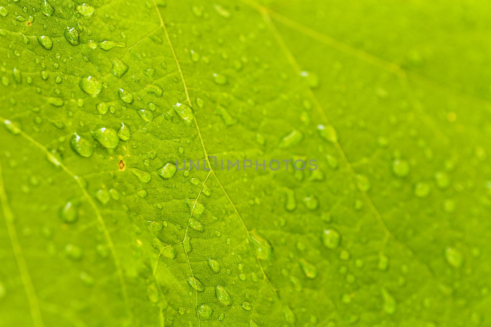 pure rain drops on a green leaf
