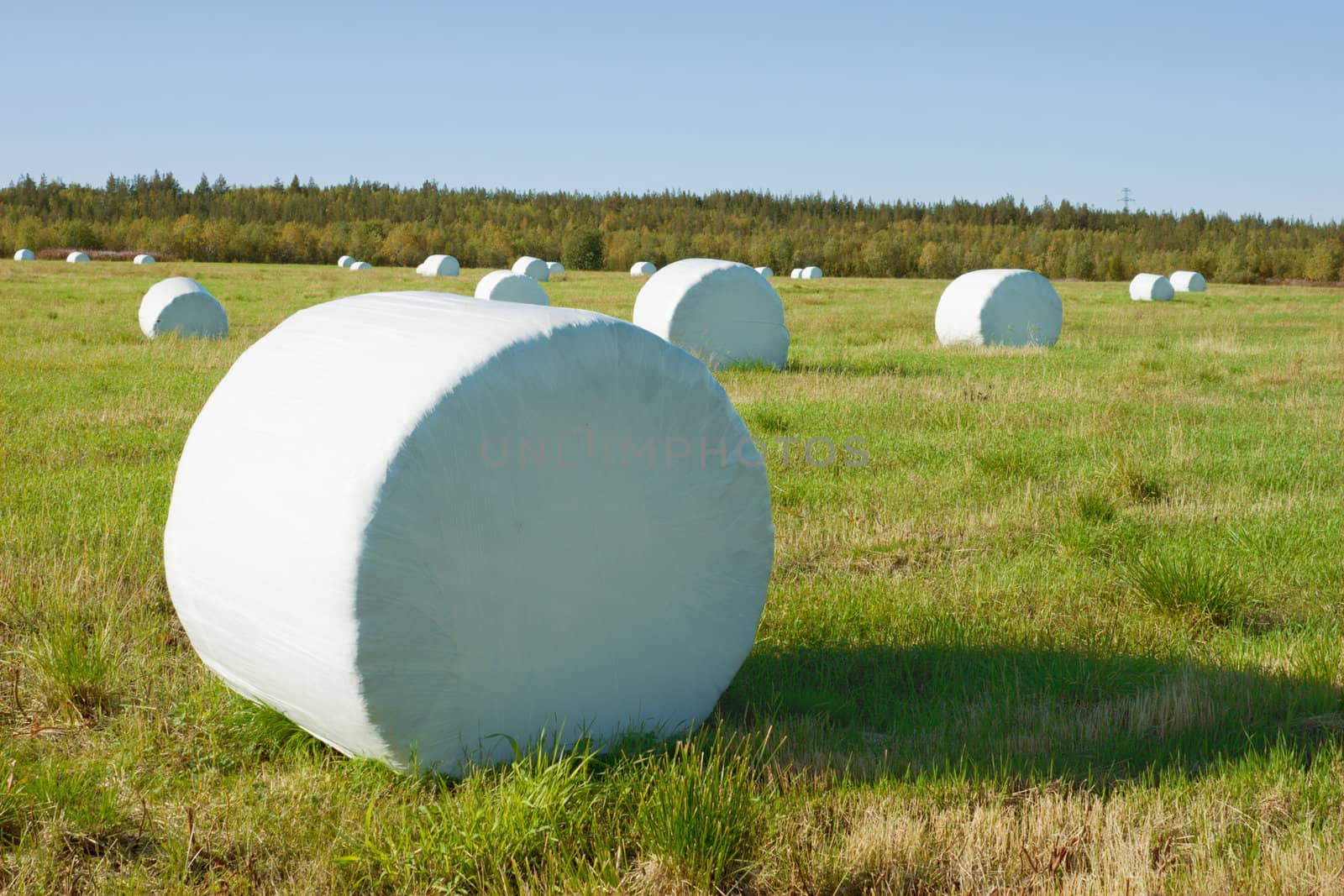 Hay is packed in the field into a white material