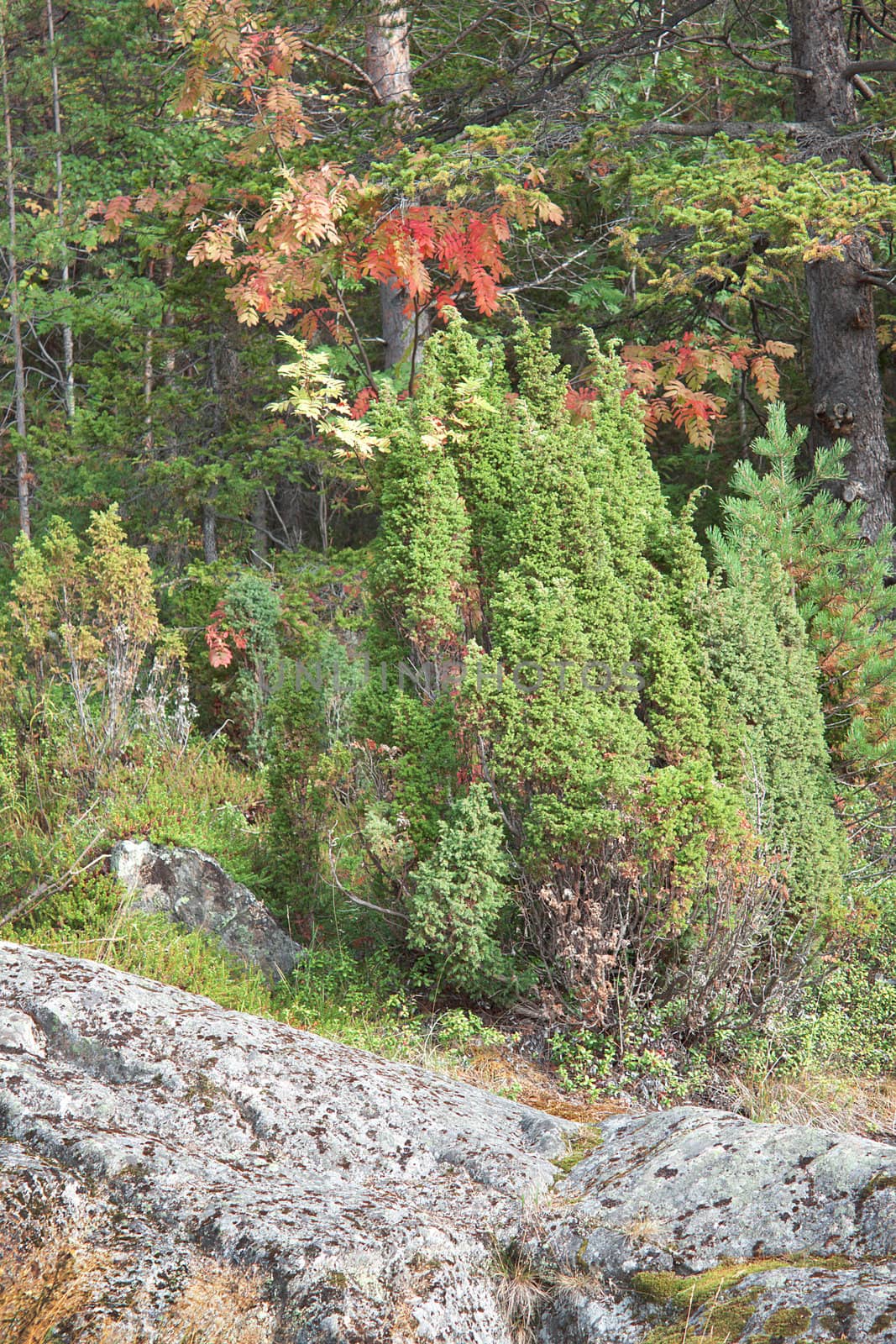 Juniper grows on rocks in a taiga forest