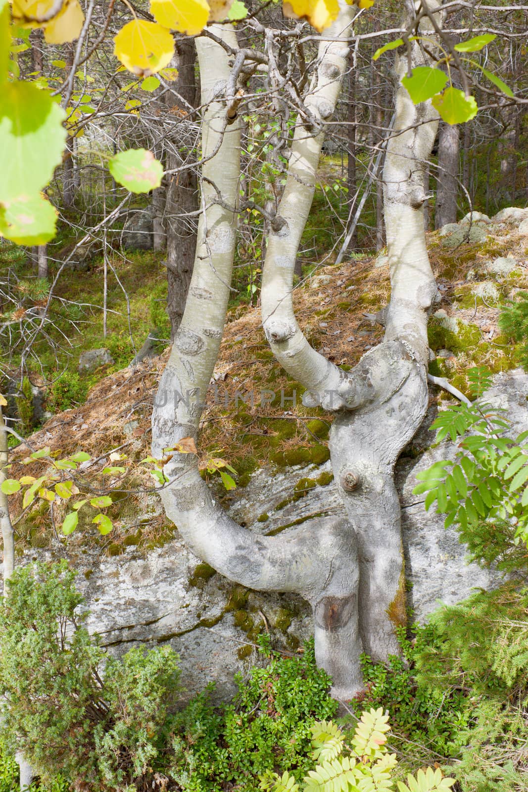 The curve of aspen grows on rocks in a taiga forest