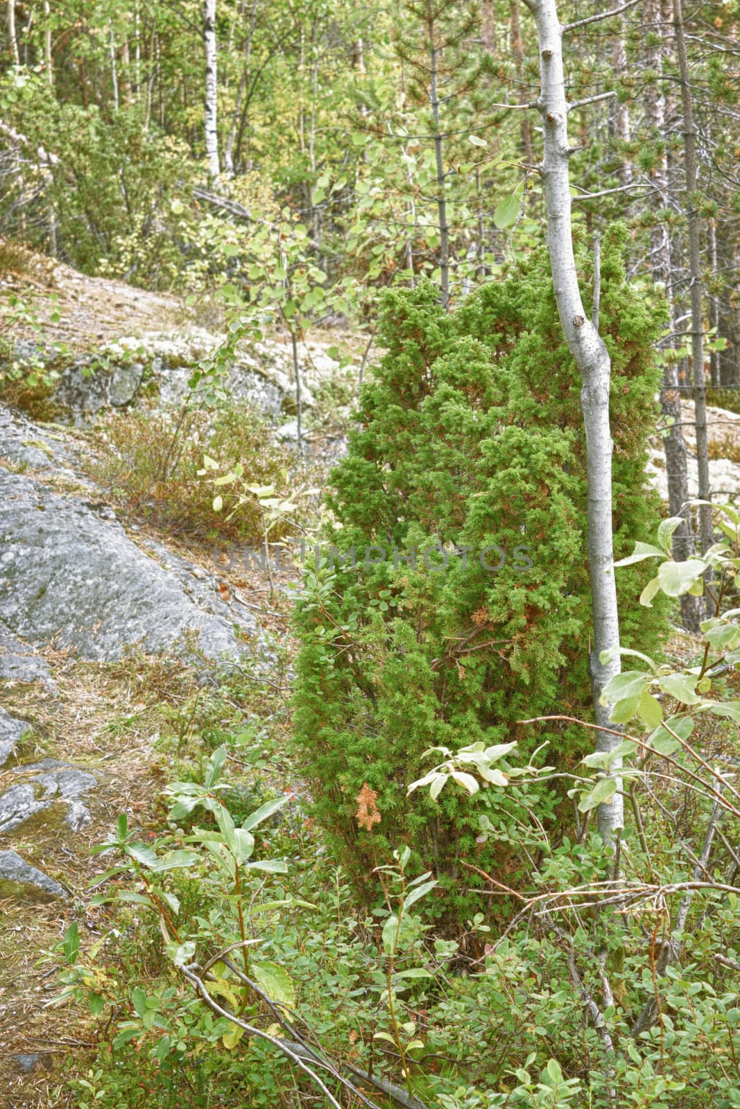 Juniper grows on rocks in a taiga forest