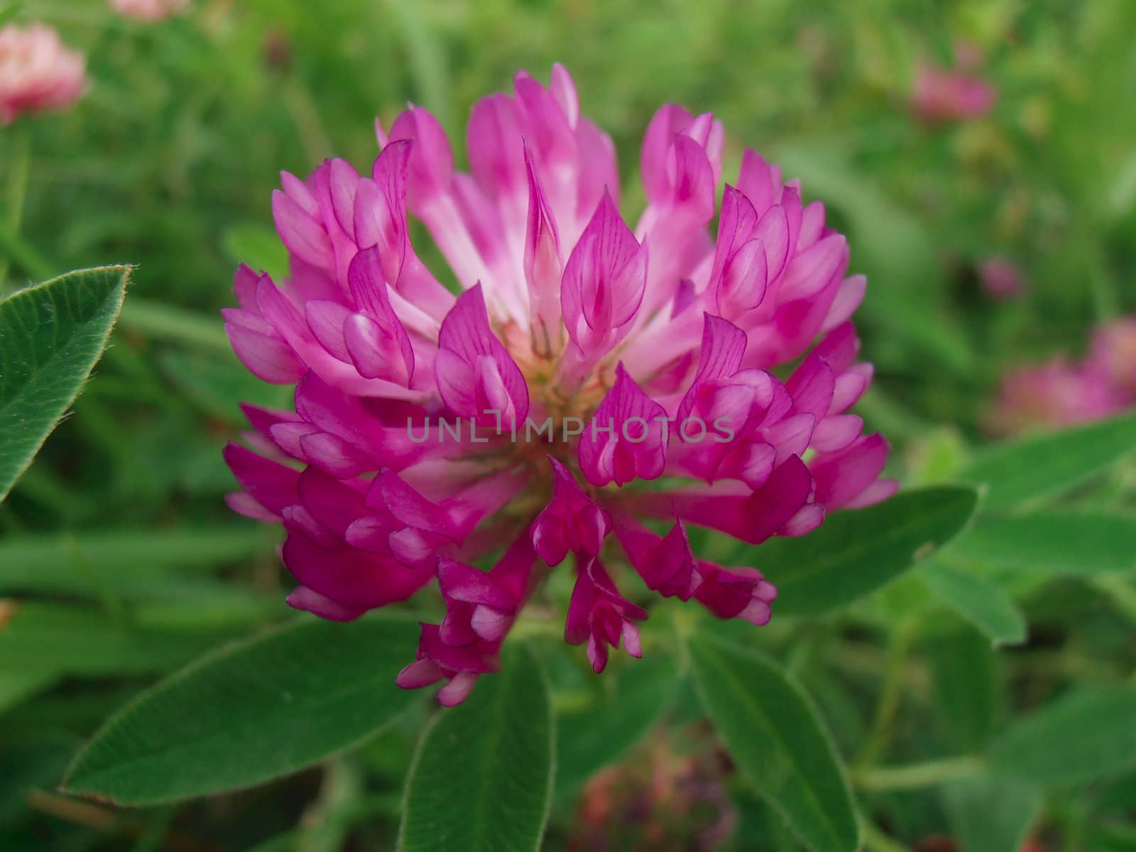 Trifolium pratense (red clover) is a species of clover, native to Europe, Western Asia and northwest Africa