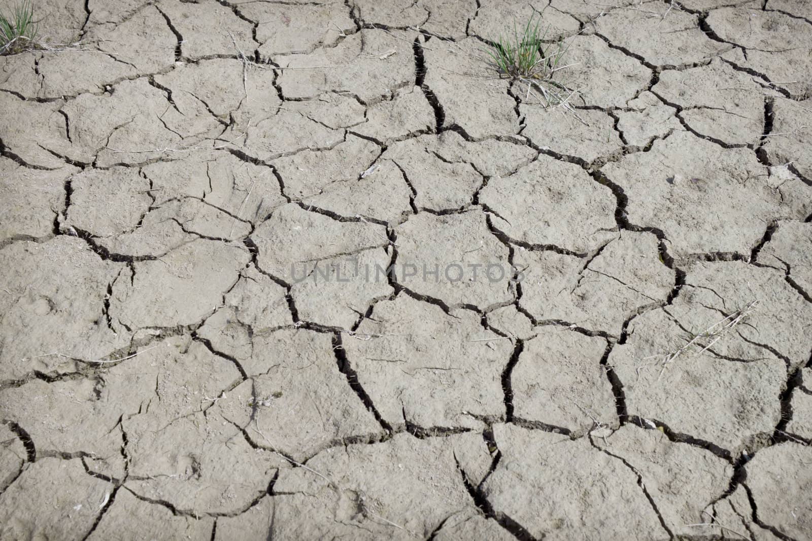 Earth has dried up and has cracked from summer heat