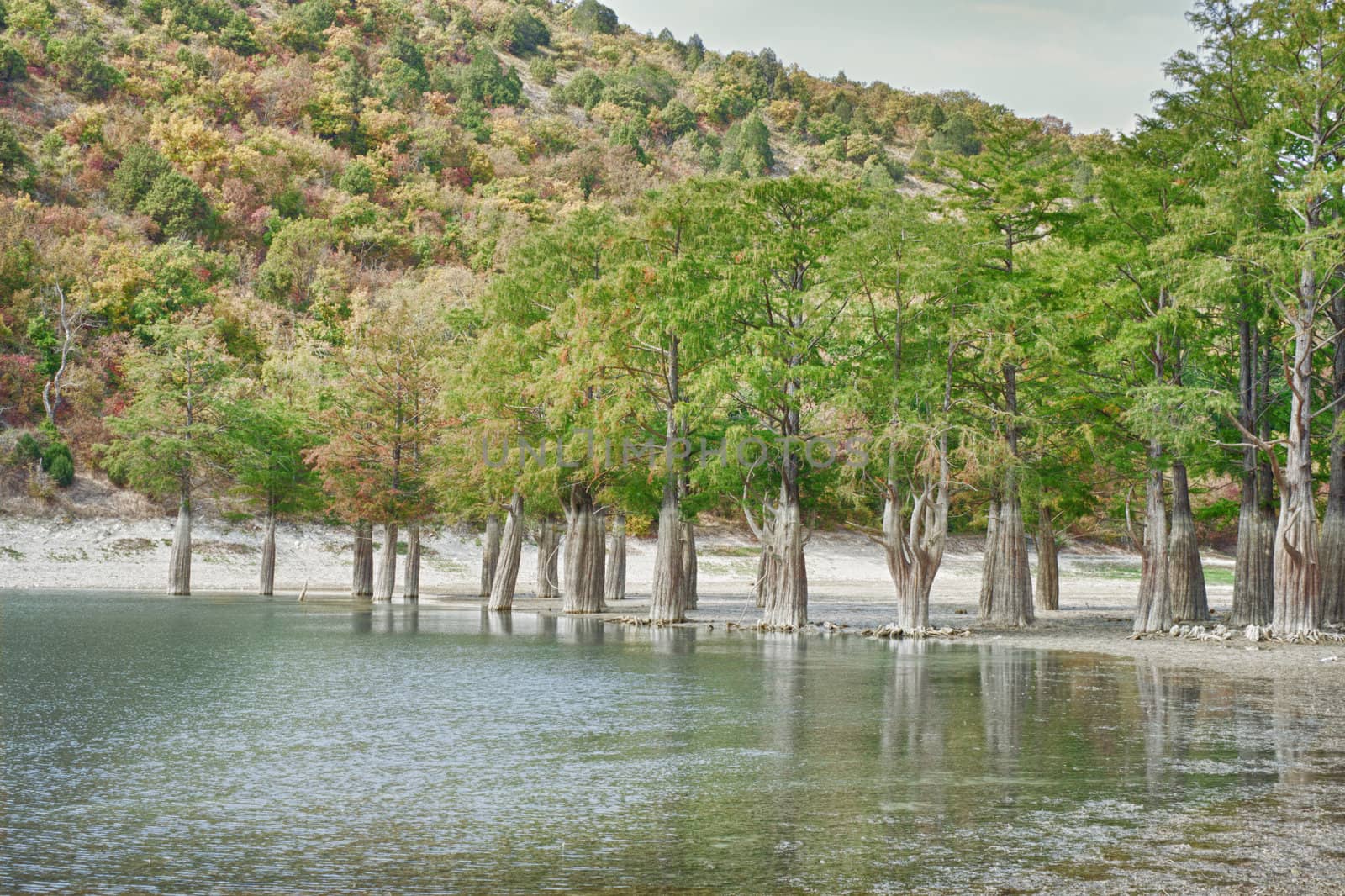 Marsh cypress on the lake Sukko. Russia