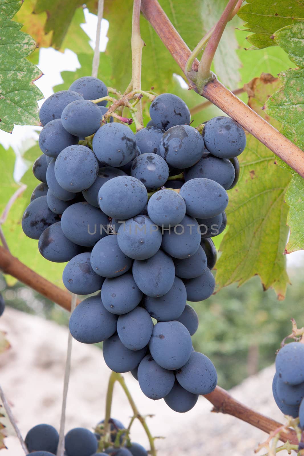 A bunch of black grapes on the plantation