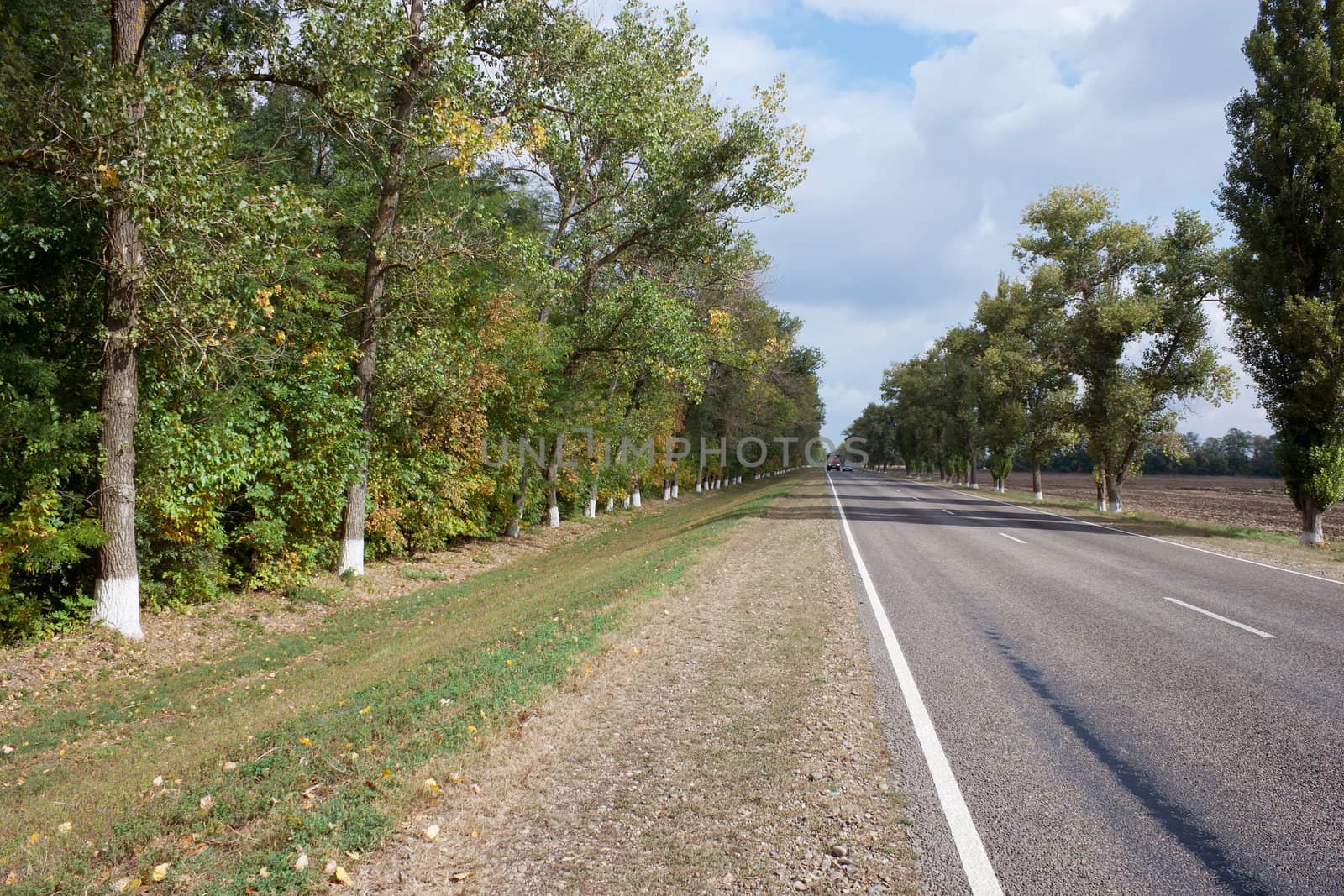 The road in an agricultural area in the trees
