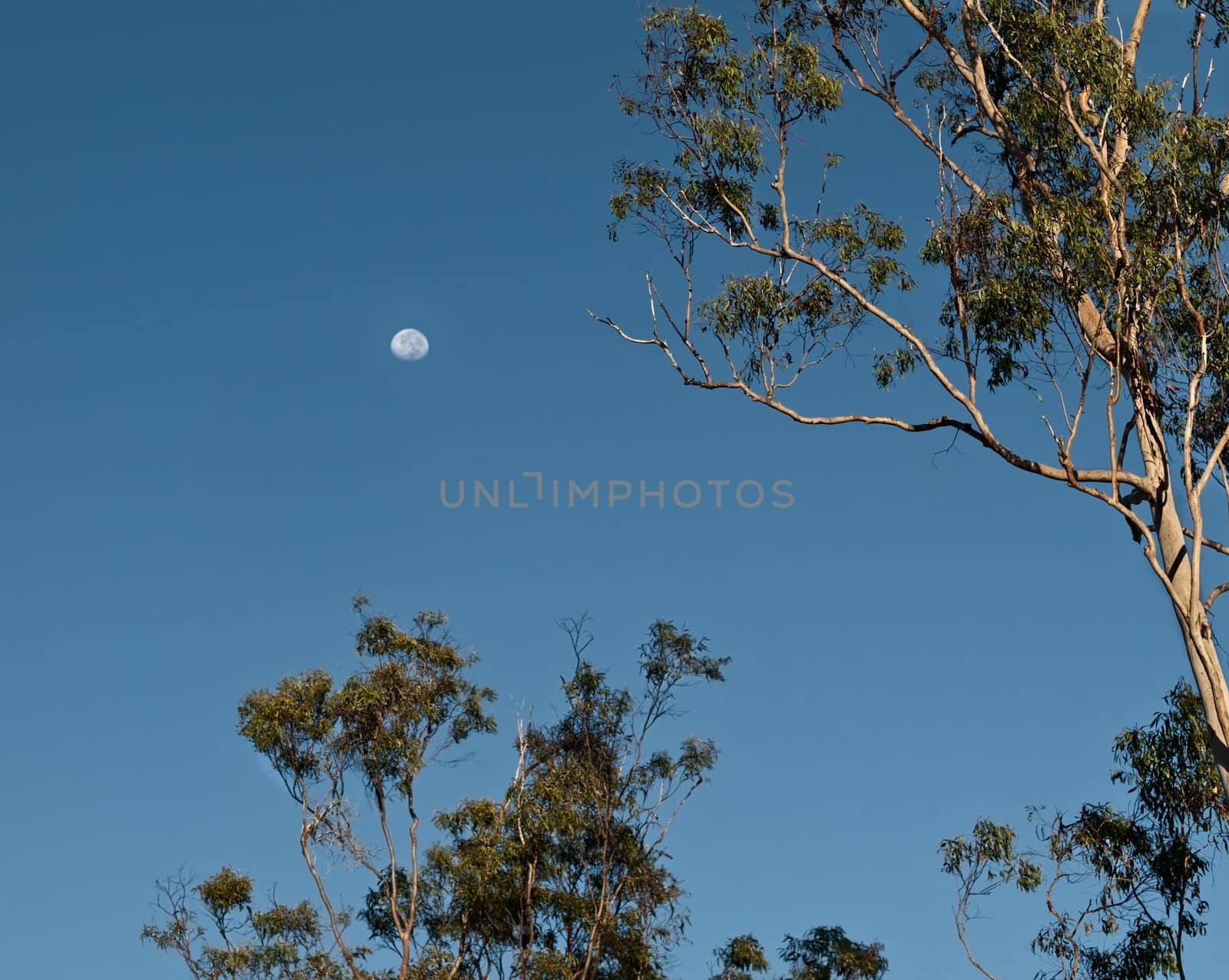 Early morning Australian Scene with Moon Setting by sherj