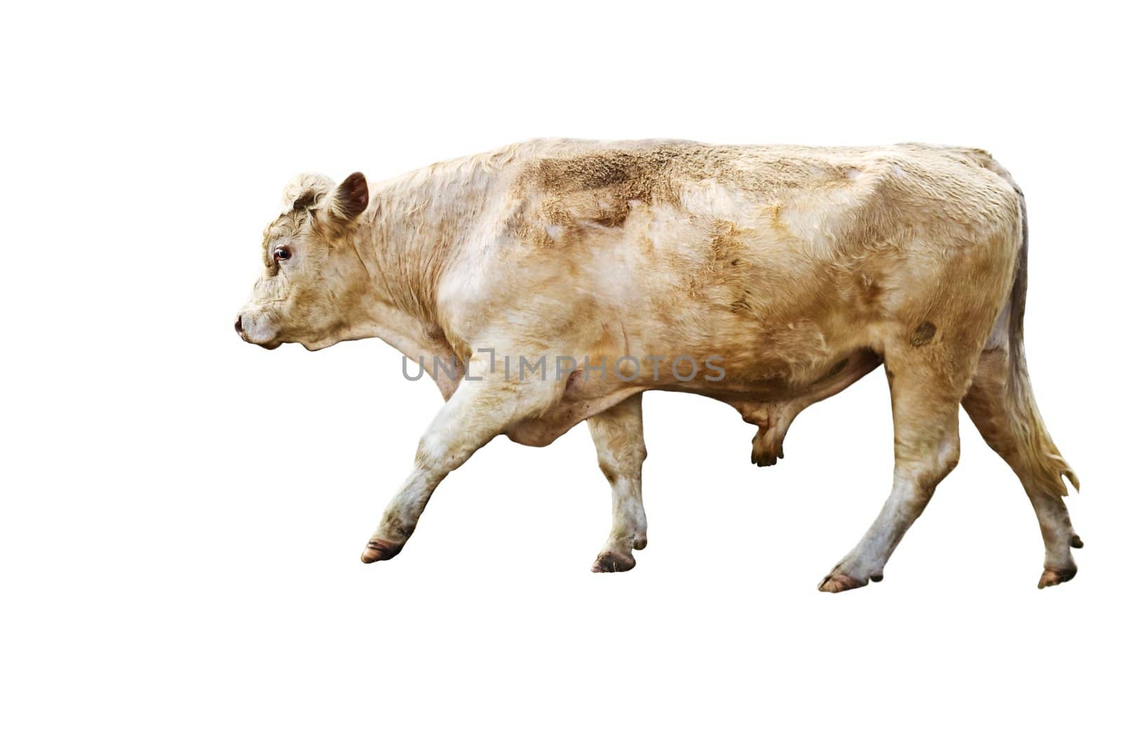 Isolated yearling cow beef cattle breed on white