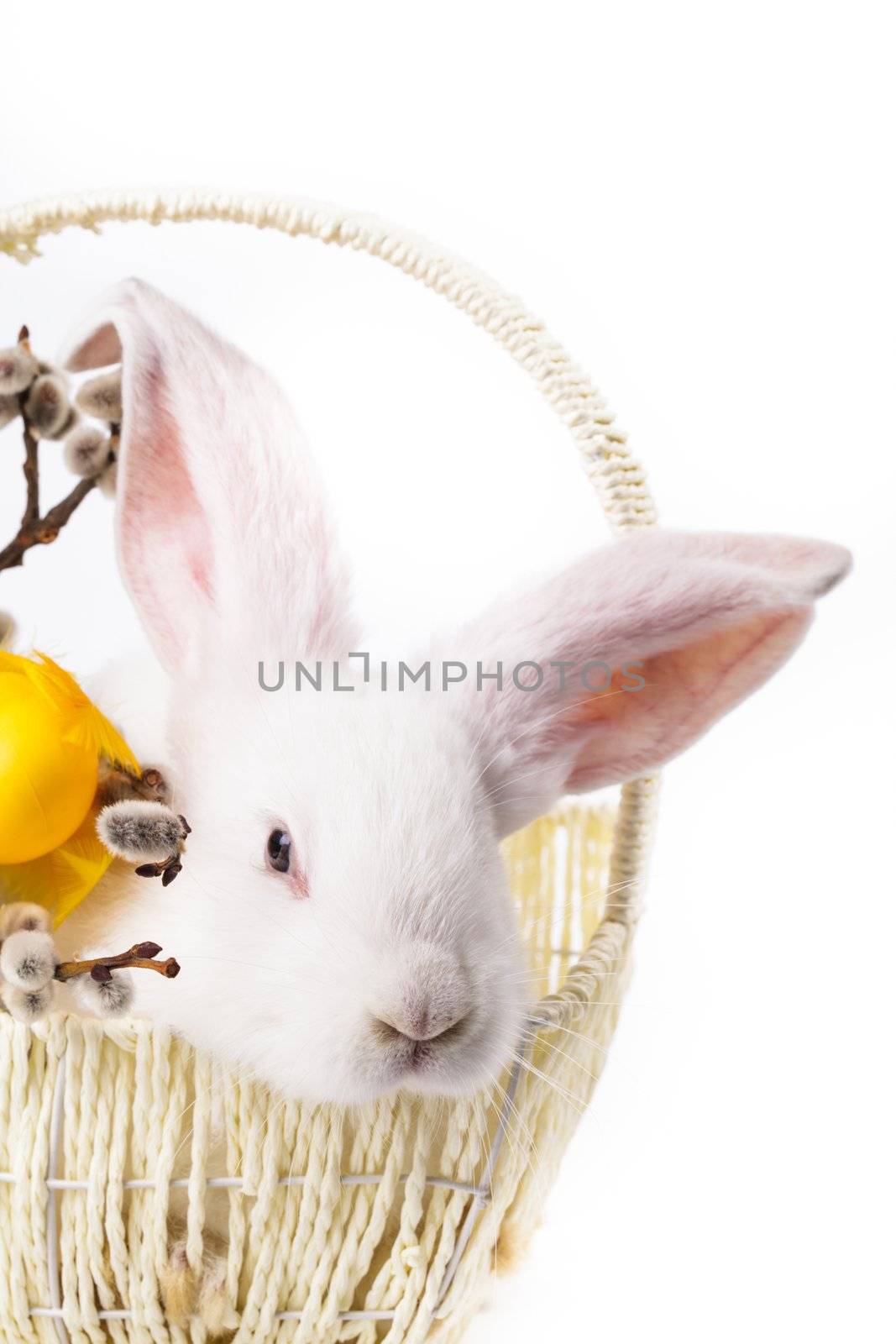 Rabbit in a basket by oksix