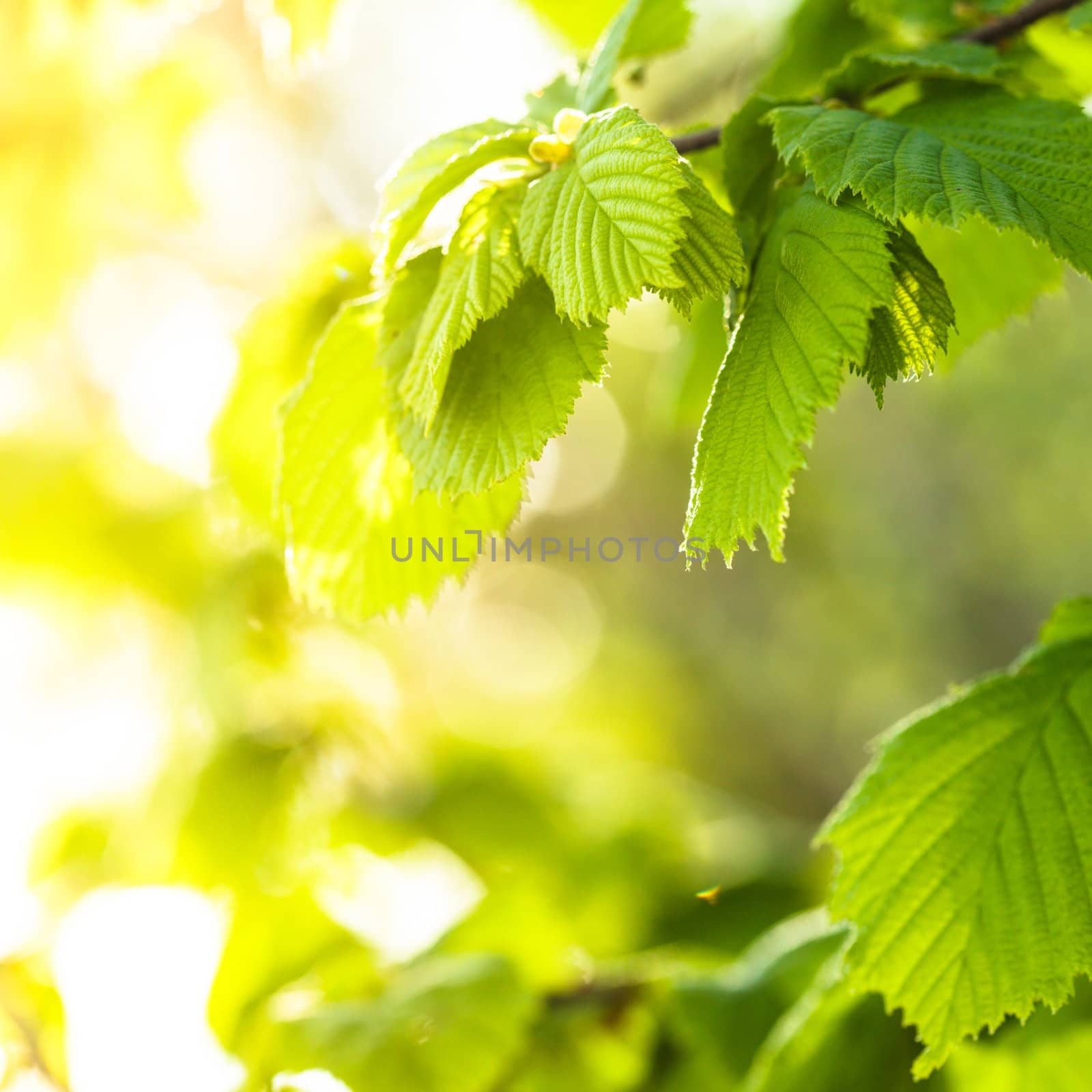 Green leaves by oksix