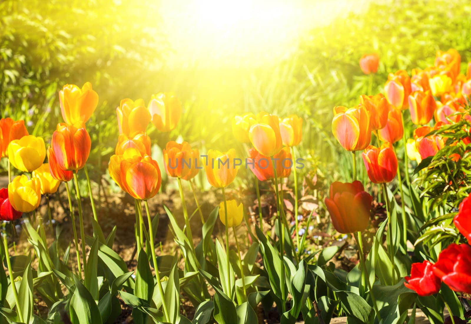 Colourfull tulips by oksix