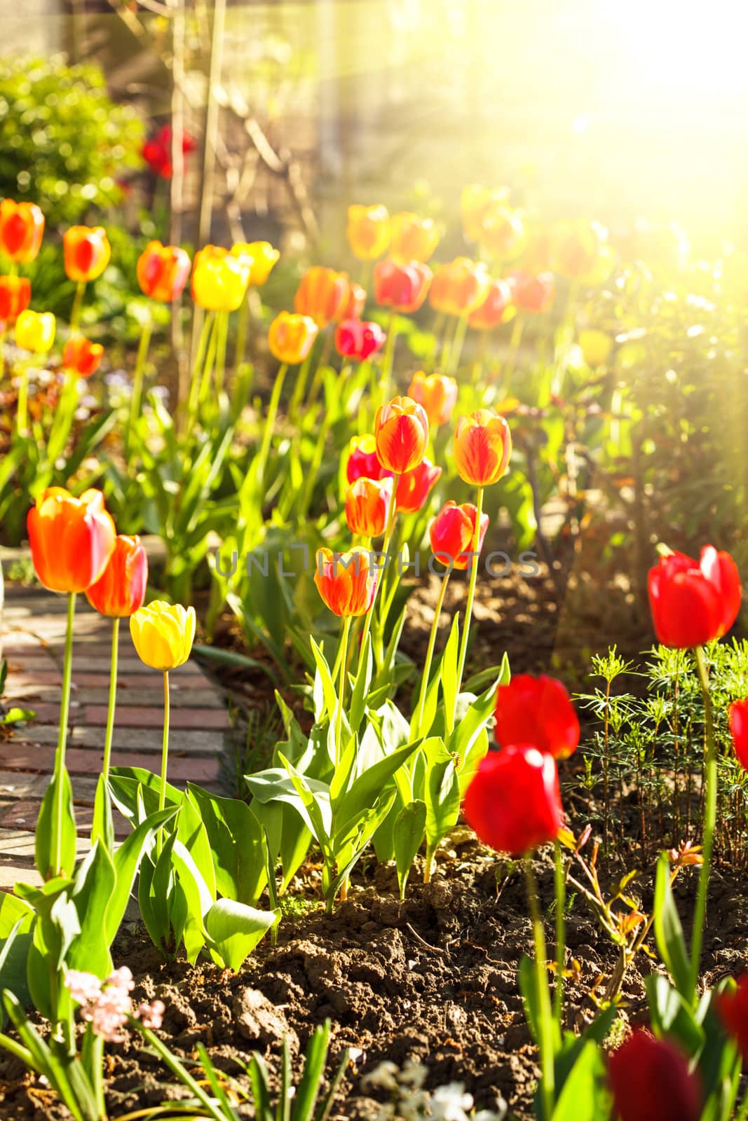 Colourfull tulips on the flowerbed close up