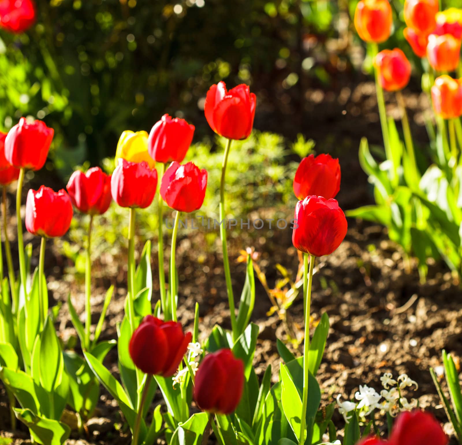 Colourfull tulips by oksix