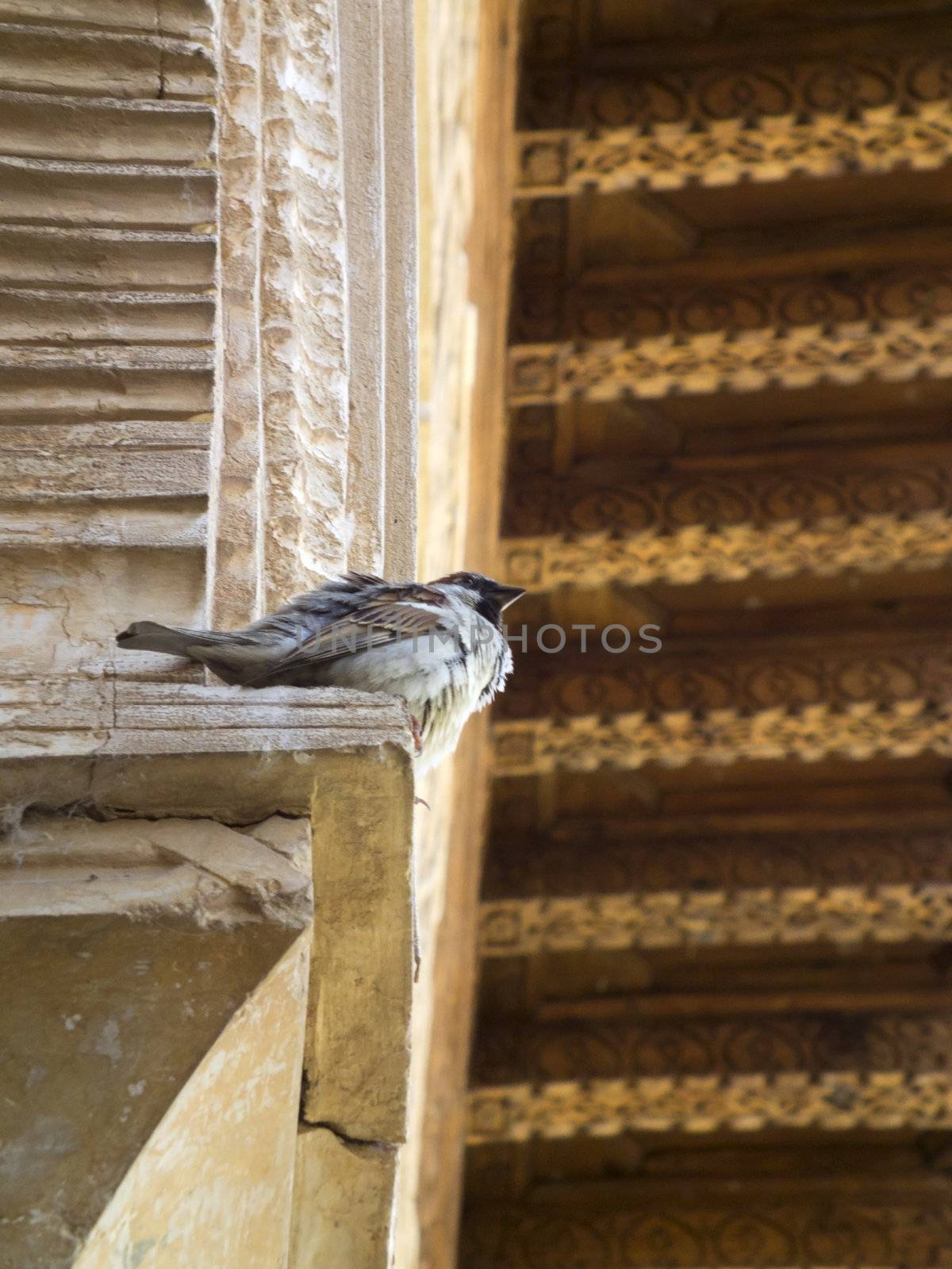 bird in alzazaba granada spain