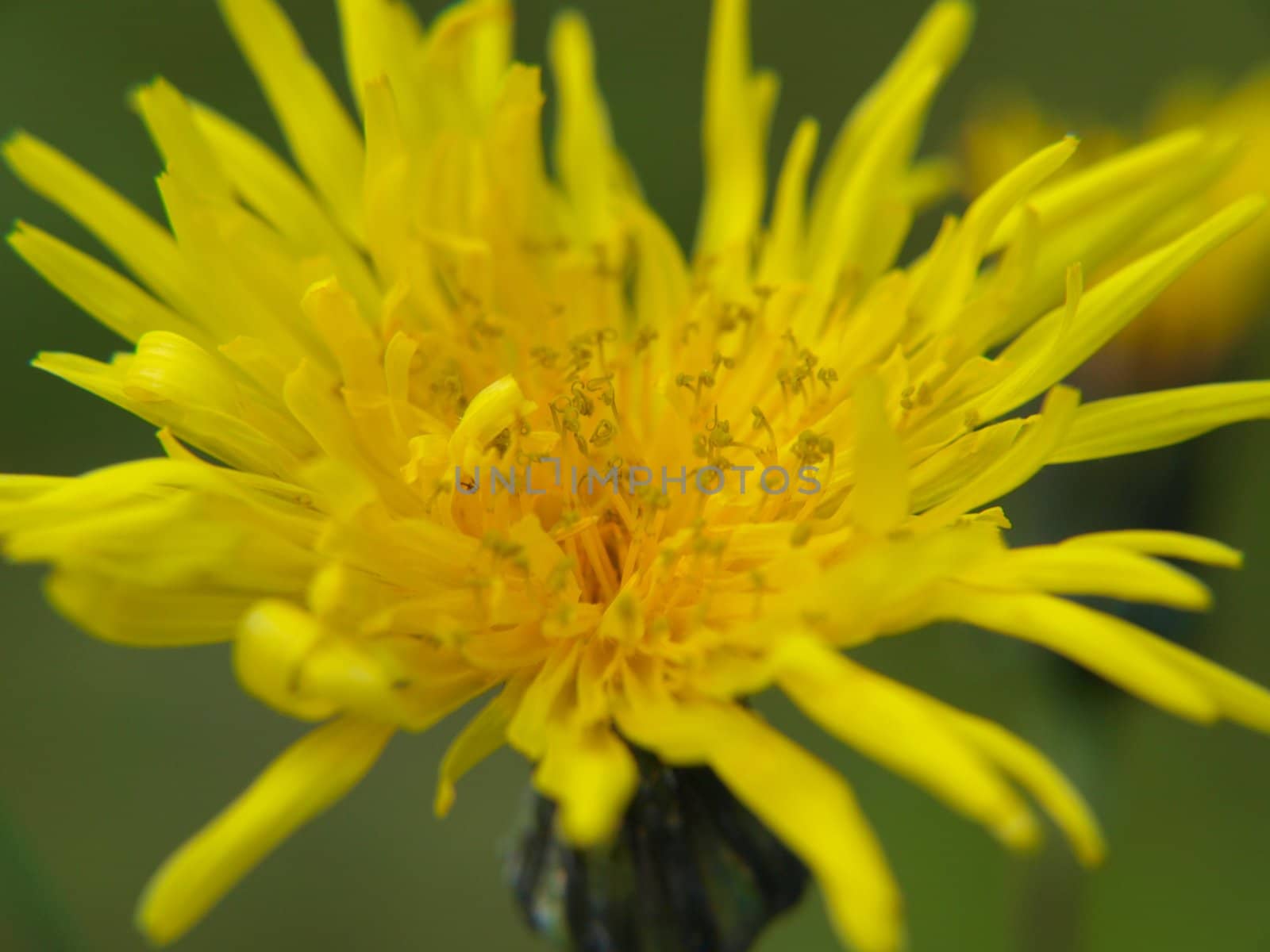 Closeup of a yellow dandelion, towards green