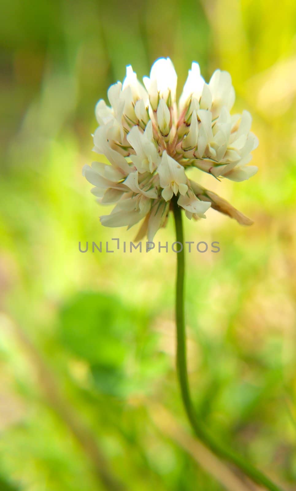 Closeup of a clover flower, in the wild, towards green by Arvebettum