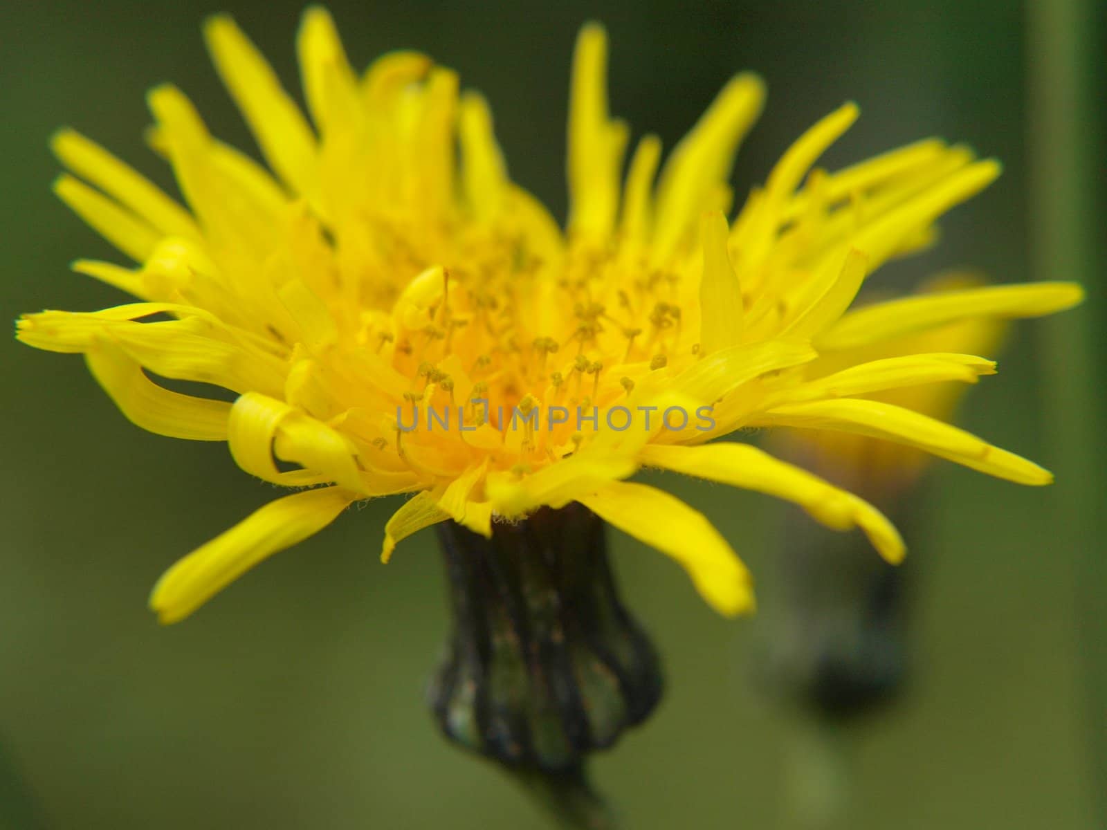 Closeup of a yellow dandelion, towards green by Arvebettum