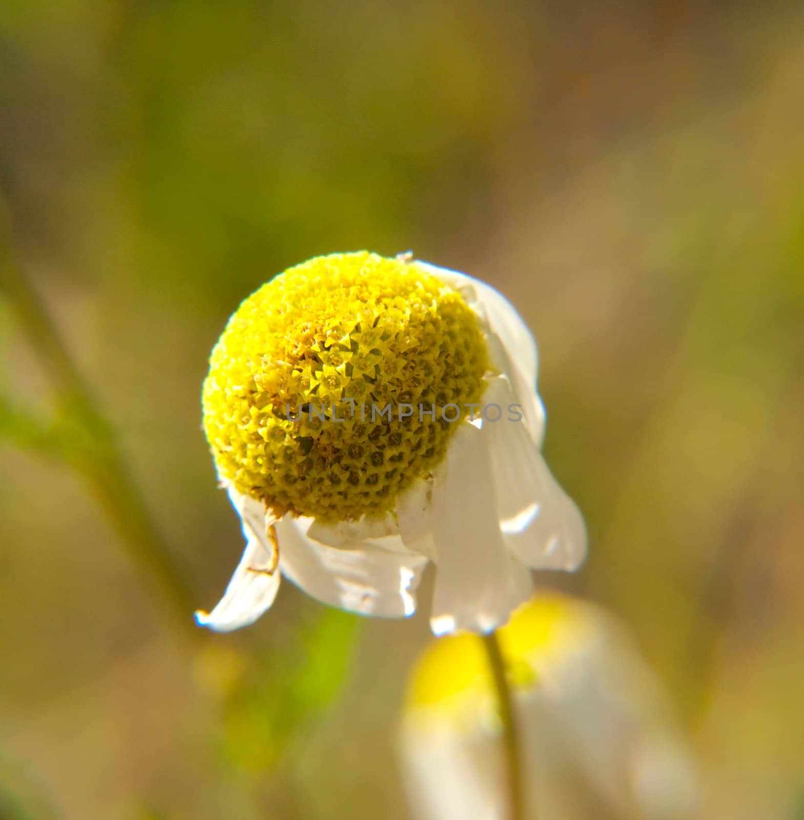 Closeup of a dying Marguerite flower, towards green by Arvebettum