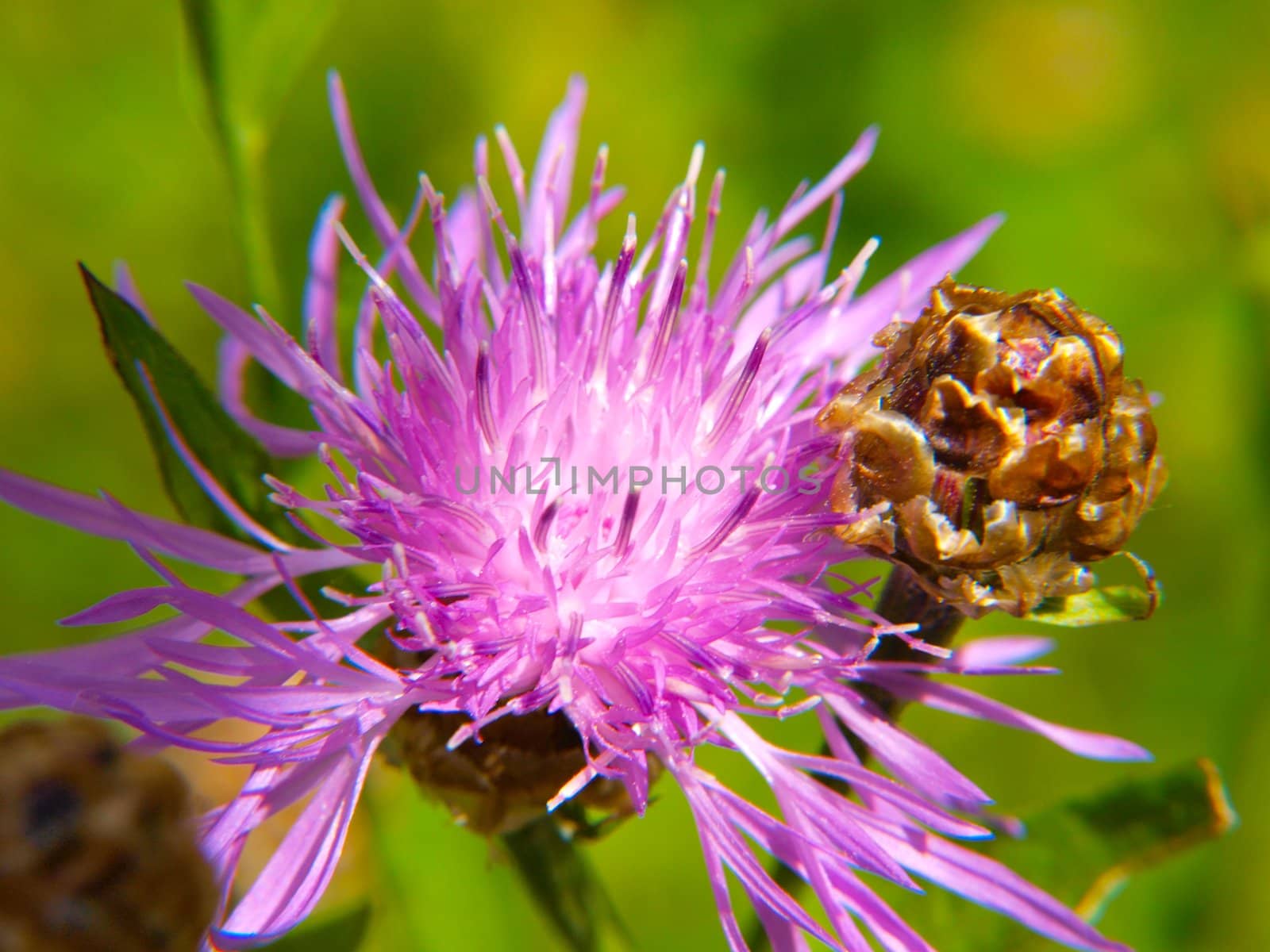 Closeup of pink thistle flower, towards green by Arvebettum