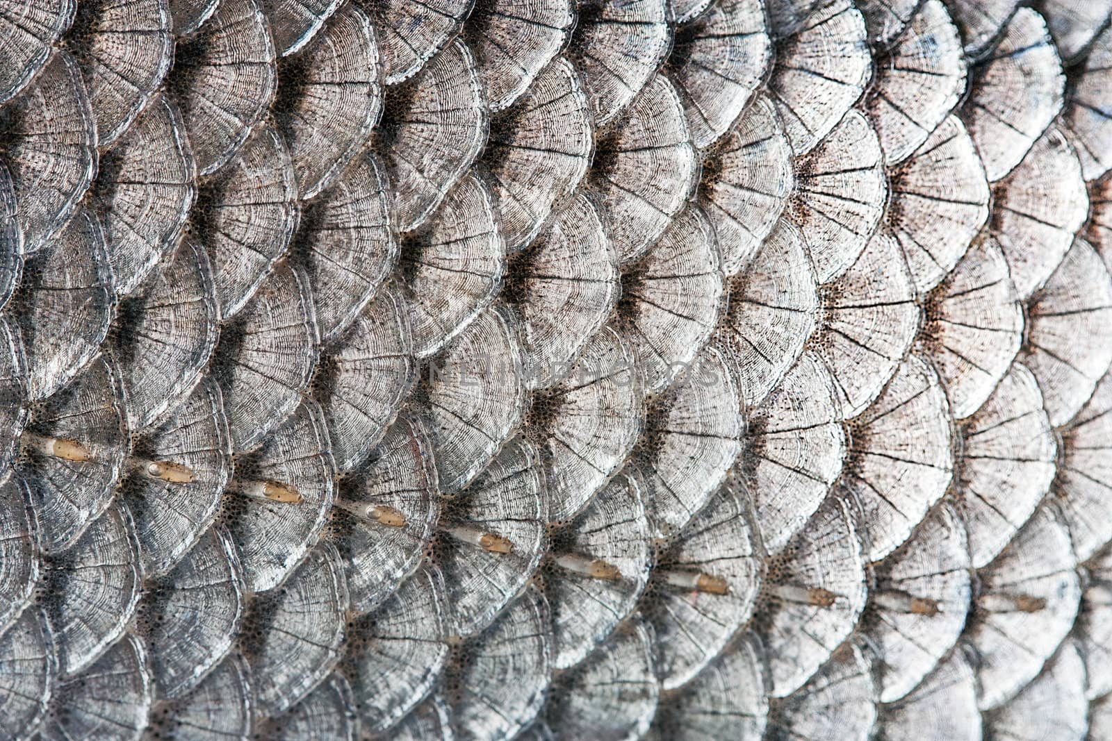 texture scales of fish silver background