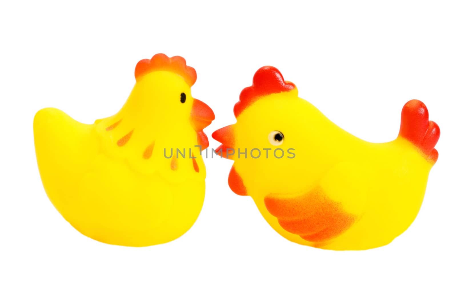 yellow rubber hen cock isolated on white background