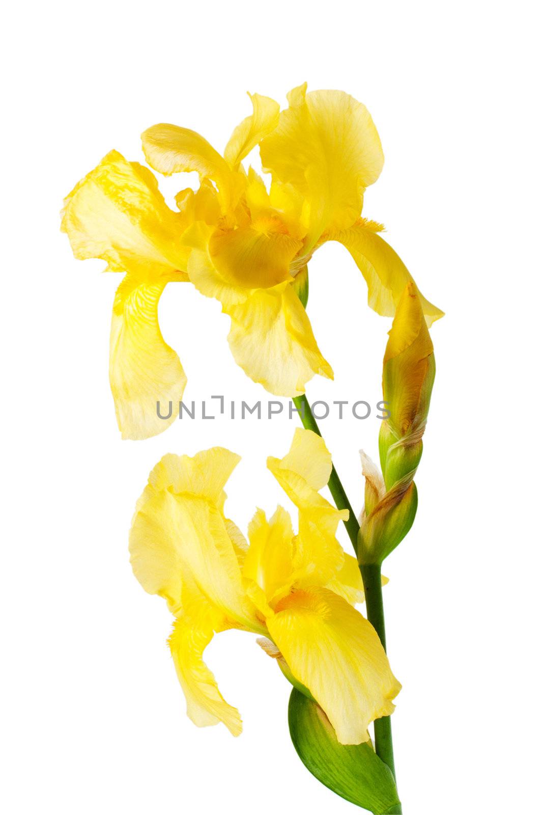 Nature yellow iris flower isolated on white background