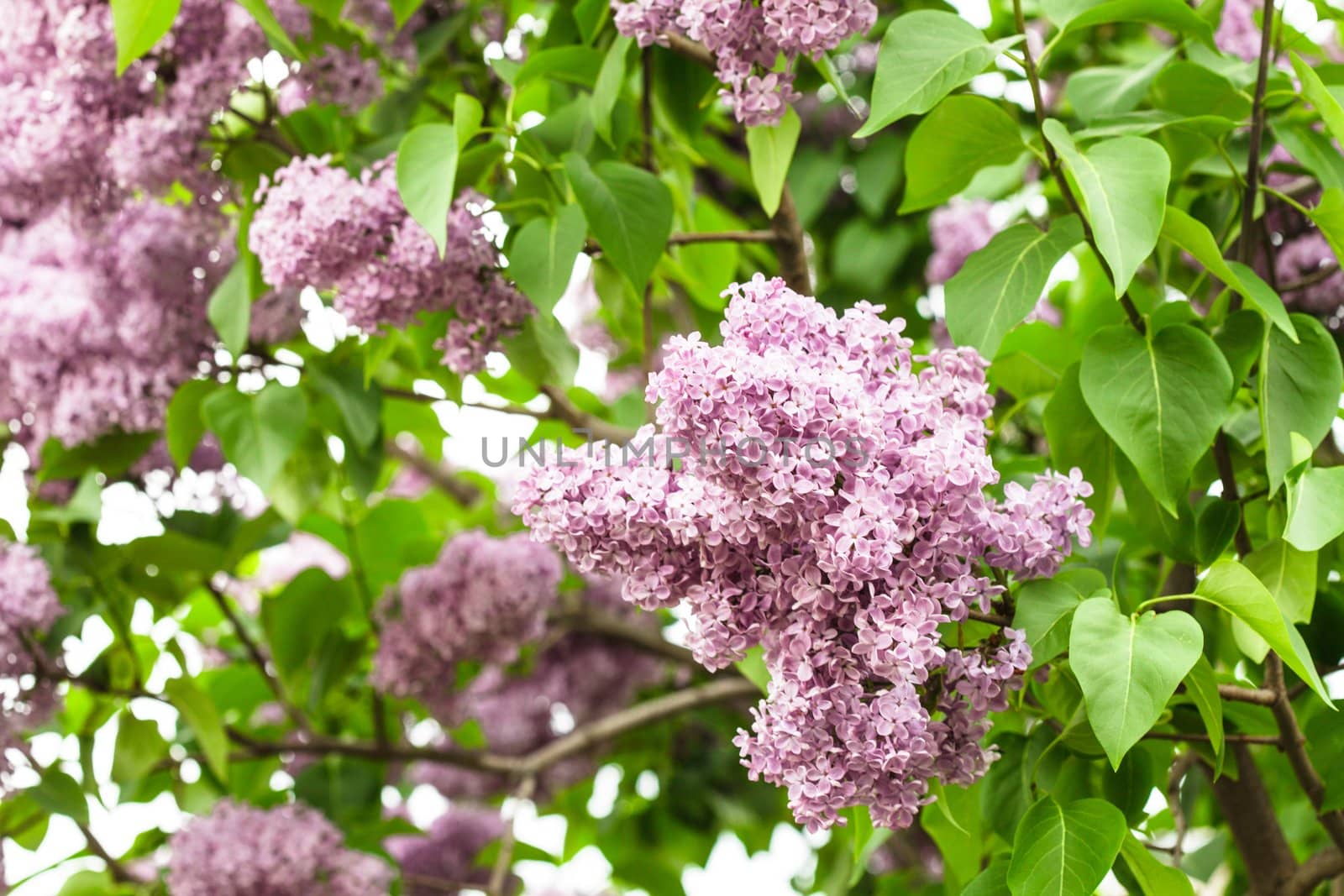 Lilac bush by oksix