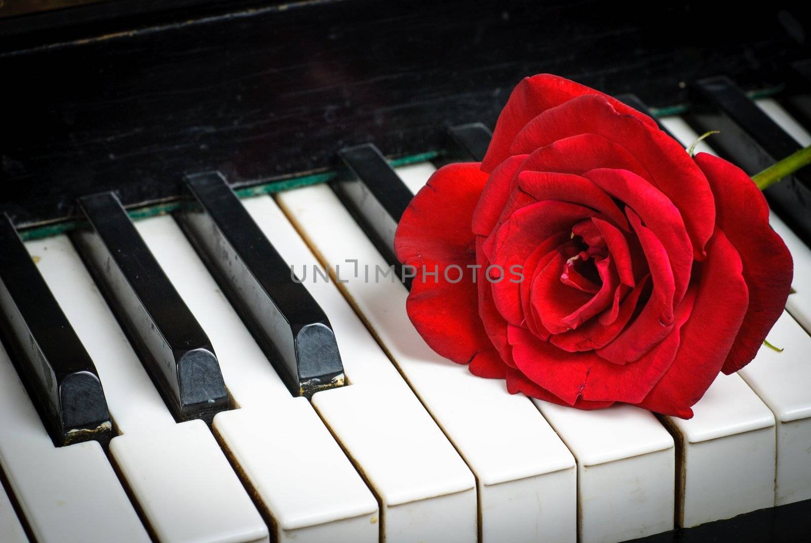 piano keyboard and rose by oksix