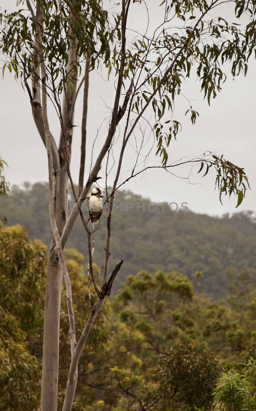 Australian bush scene with a kookaburra in a gum tree