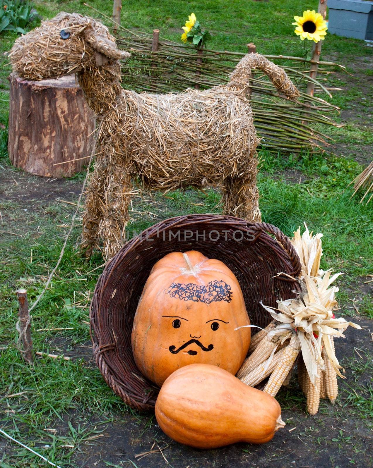 livestock - nanny goat,fence,pumpkin,corn background