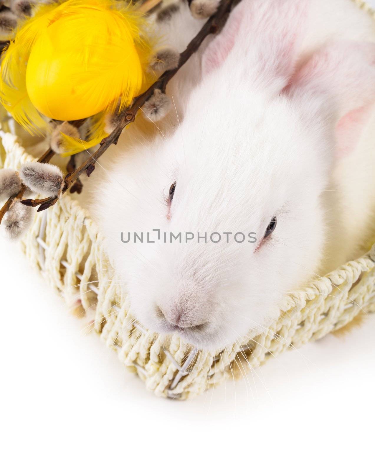 Rabbit in a basket by oksix
