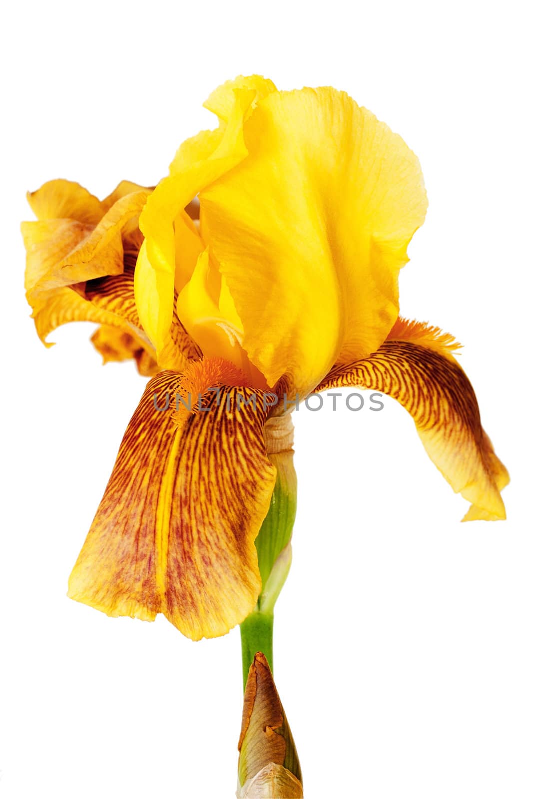 iris yellow flower isolated on white background