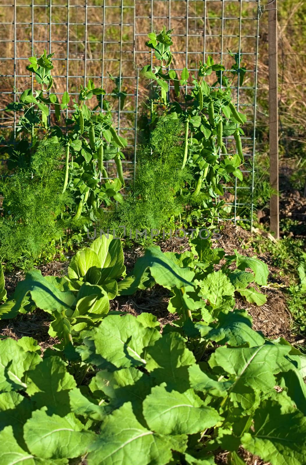 Spring time healthy green vegetables in organic garden peas and boc choy