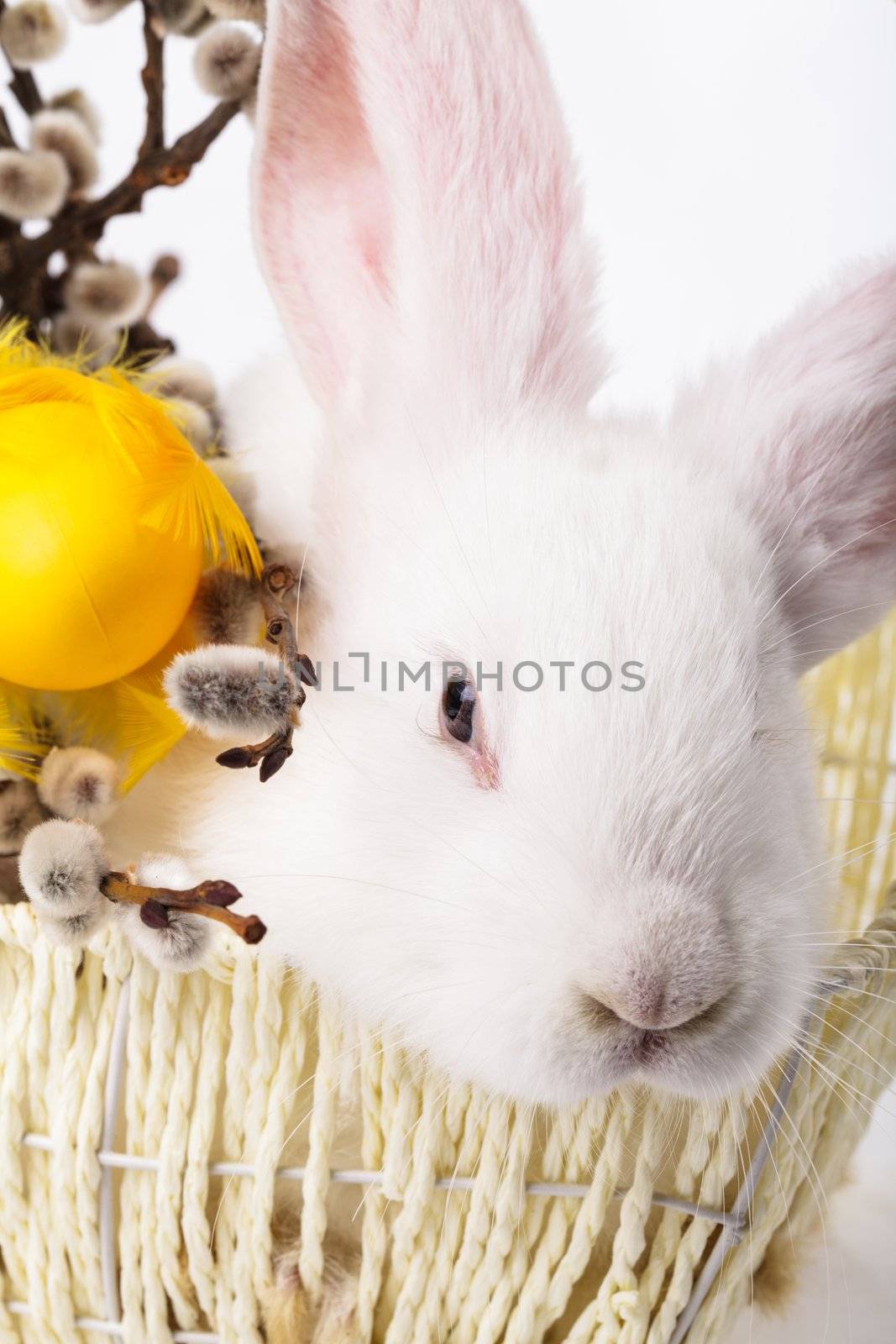 White rabbit in a basket, easter greetings